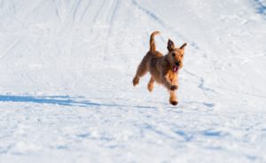 Foster Dog Running in Snow